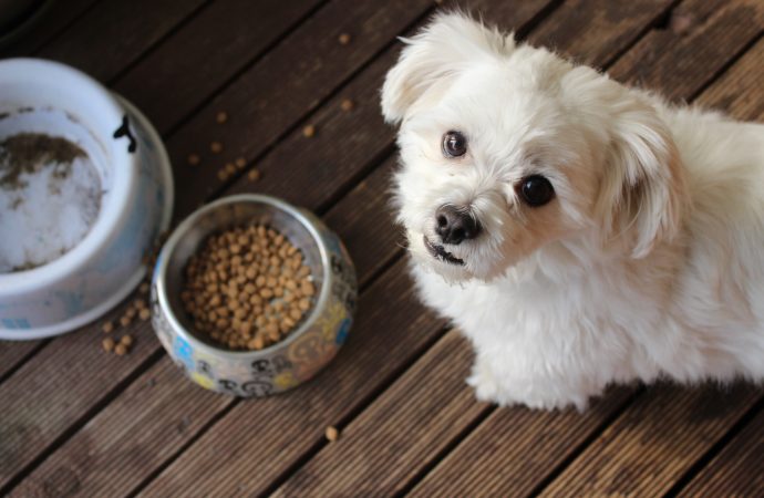 Pet food prices soar, leaving dog owners in the lurch