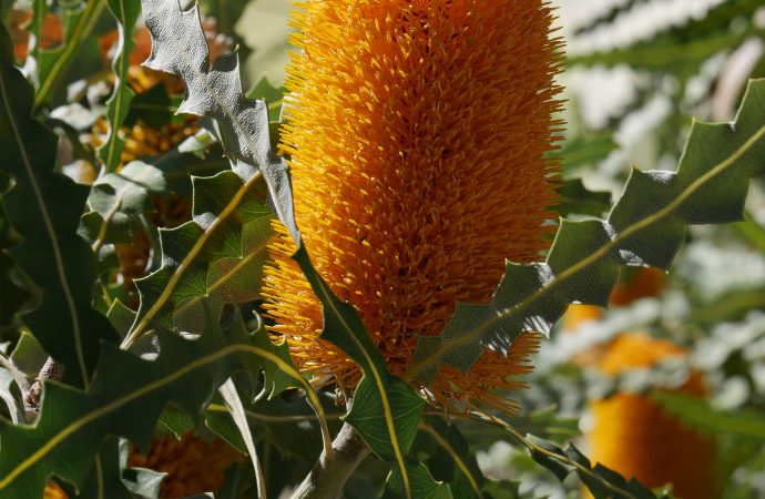 Blooms in Focus: Exploring the Artistry of Floral Photography