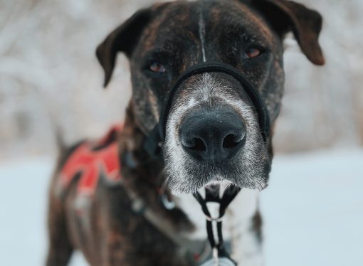 Don’t let the cold harm your pets: Winter safety tips