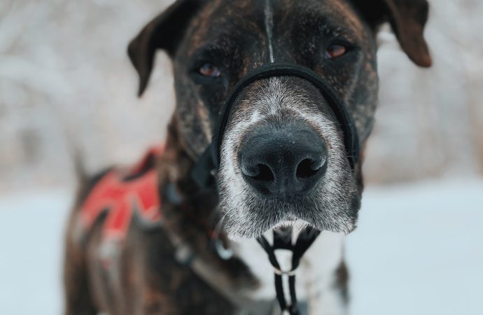 Don’t let the cold harm your pets: Winter safety tips