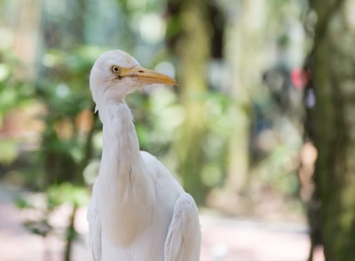 Role of Doves in Ecosystems