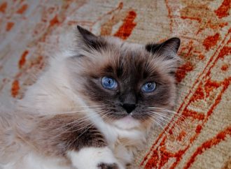 How Telemedicine is Revolutionizing Pet Healthcare