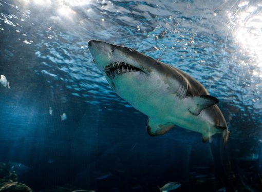 Beyond Cold Blooded: The Fascinating Physiology Behind Warm-Blooded Sharks