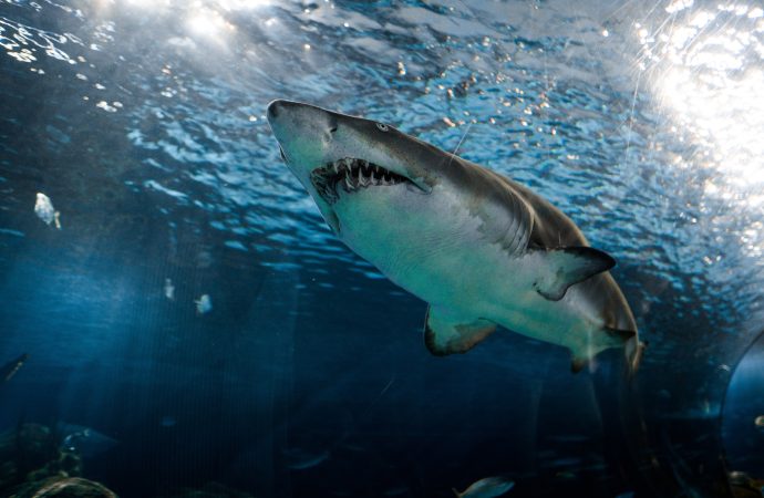 Beyond Cold Blooded: The Fascinating Physiology Behind Warm-Blooded Sharks