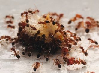 Life Cycle of Ants From Egg to Adult