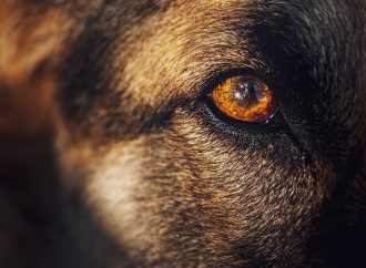 Seeing the world differently: Understanding your dog’s color vision