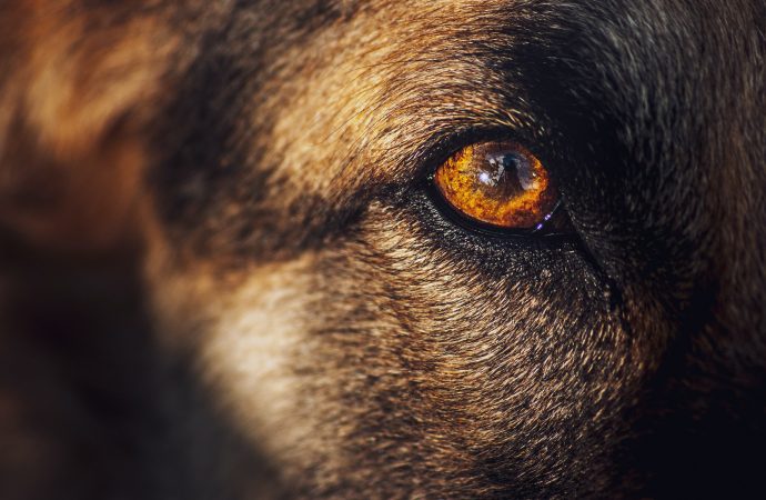 Seeing the world differently: Understanding your dog’s color vision