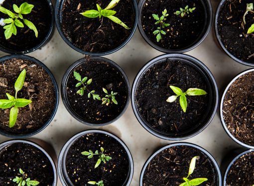 Seeds of Wonder: Fostering a Connection to Nature Through Gardening with Children