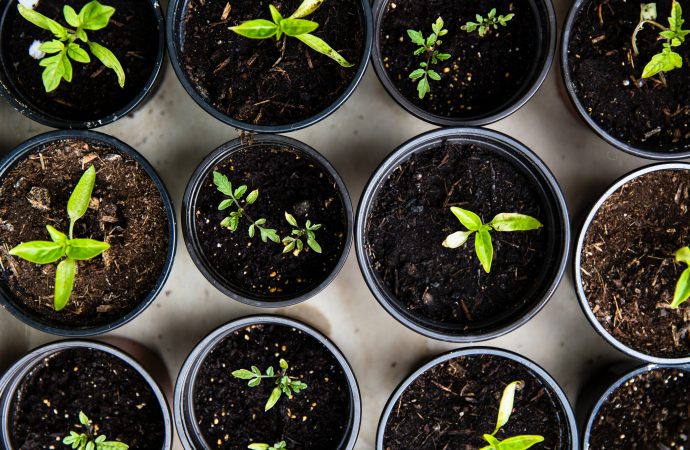 Seeds of Wonder: Fostering a Connection to Nature Through Gardening with Children