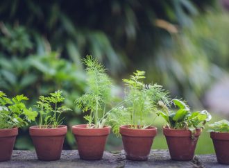 DIY Herb Garden Ideas: Creative Ways to Display Your Favorite Herbs