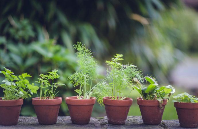 DIY Herb Garden Ideas: Creative Ways to Display Your Favorite Herbs