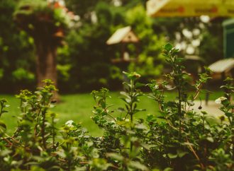 Unveiling Nature’s Splendor: Creating an Enchanting Butterfly Habitat in Your Own Yard