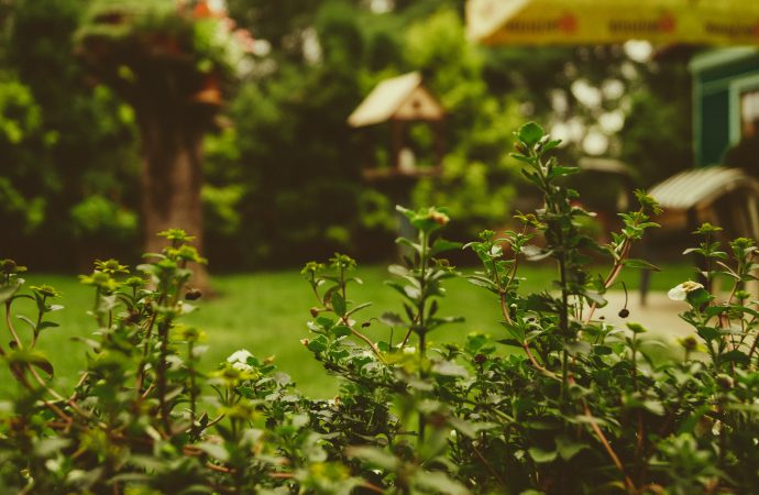 Unveiling Nature’s Splendor: Creating an Enchanting Butterfly Habitat in Your Own Yard