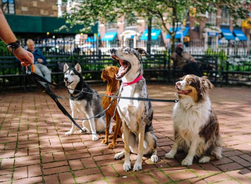 Dogs Welcome: Government Guidance for Outdoor Dining with Your Pup