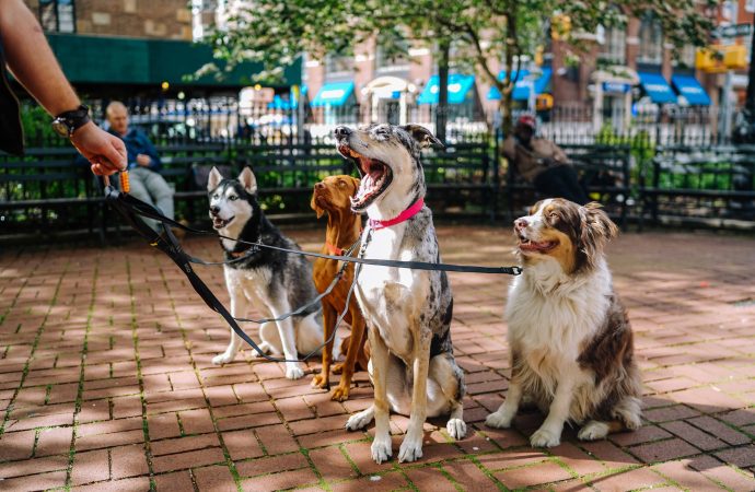 Dogs Welcome: Government Guidance for Outdoor Dining with Your Pup