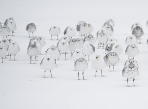 Climate Change’s Surprising Impact on Birds: Shrinking Bodies, Growing Wings