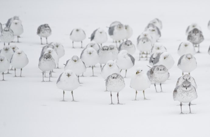 Climate Change’s Surprising Impact on Birds: Shrinking Bodies, Growing Wings