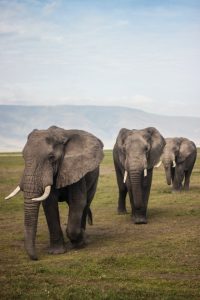 Elephants