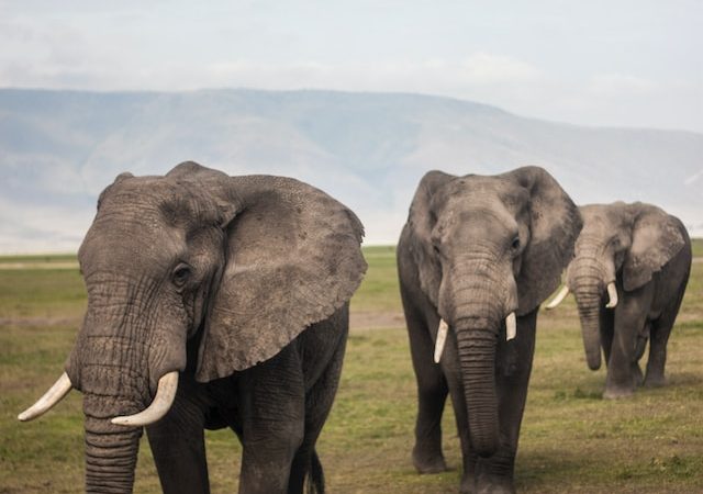 Elephant Sleep and Social Behavior