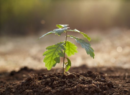 Nurturing Nature: Instilling a Love for the Outdoors Through Gardening with Kids