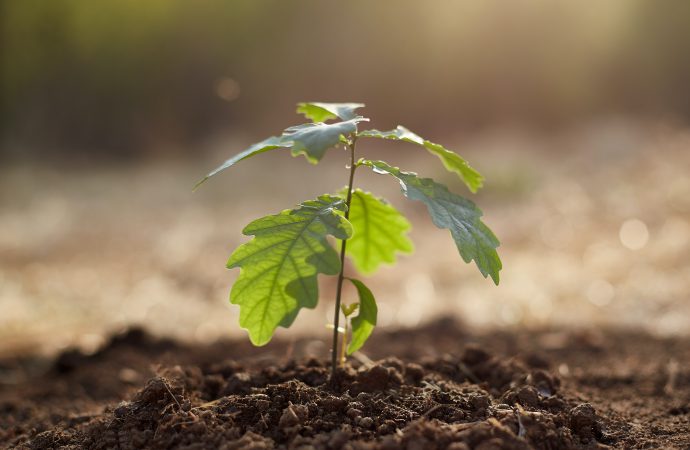 Nurturing Nature: Instilling a Love for the Outdoors Through Gardening with Kids