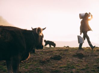 Fury in Arkansas community as dog attack claims beloved pet cow