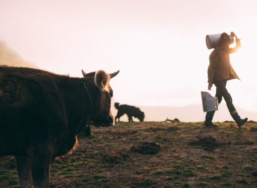 Fury in Arkansas community as dog attack claims beloved pet cow