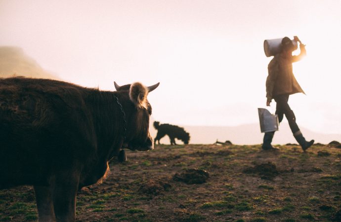 Fury in Arkansas community as dog attack claims beloved pet cow