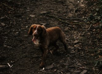 The Surprising Link Between Dirty Dogs and Allergies in Children