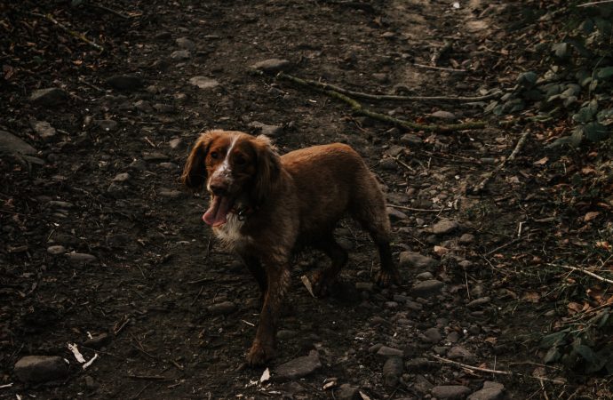 The Surprising Link Between Dirty Dogs and Allergies in Children