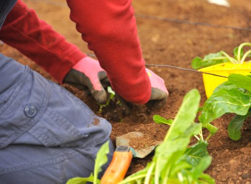 From Seed to Harvest: The Journey of a Plant and How to Care for It Along the Way