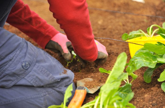 From Seed to Harvest: The Journey of a Plant and How to Care for It Along the Way