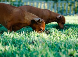 How to Prevent Cannabis Ingestion in Animals