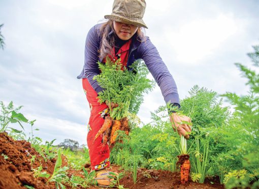 From Yard Waste to Food Banks: Recycling in the Garden for a Cause