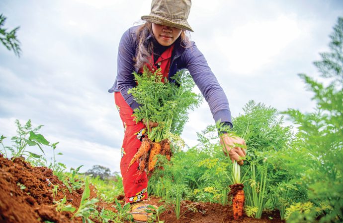 From Yard Waste to Food Banks: Recycling in the Garden for a Cause