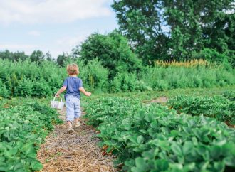 Breaking Ground on No-Dig Gardening: Transform Your Yard Today