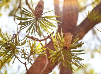 Mastering the Green Thumb: Advanced Gardening Wisdom and Proven Advice