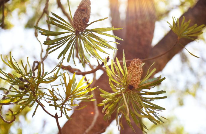 Mastering the Green Thumb: Advanced Gardening Wisdom and Proven Advice