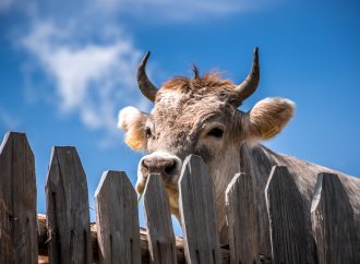 Grief and anger in Arkansas community after pet cow killed by dogs