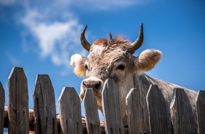 Grief and anger in Arkansas community after pet cow killed by dogs