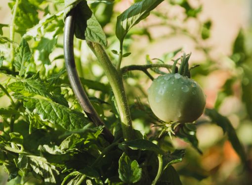 Growing Your Own Medicinal Garden: Using Edible Landscaping for Health and Wellness