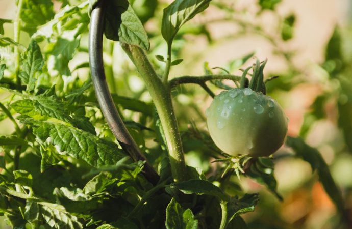 Growing Your Own Medicinal Garden: Using Edible Landscaping for Health and Wellness