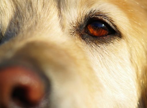 What colors do dogs see? A guide to your pet’s visual perception