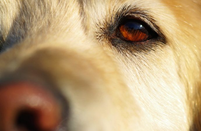 What colors do dogs see? A guide to your pet’s visual perception