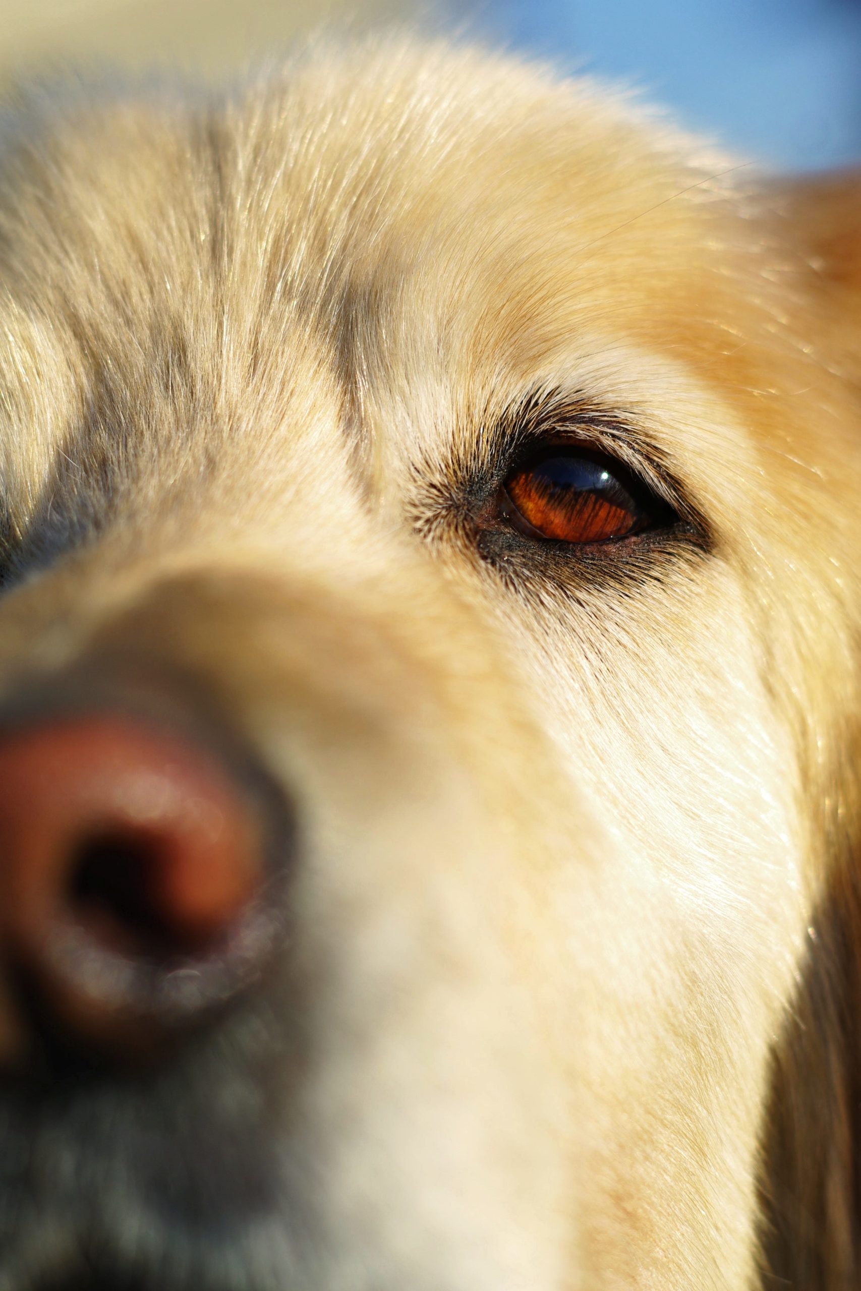 What colors do dogs see? A guide to your pet's visual perception