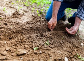 The Heat is On: How Arizona’s Farmers Battle the Elements