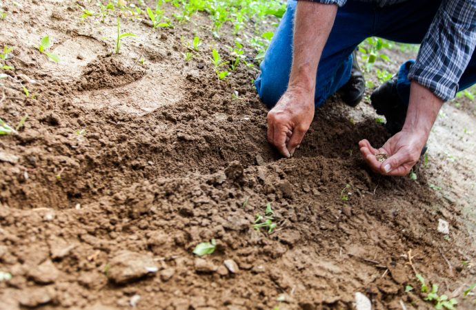 The Heat is On: How Arizona’s Farmers Battle the Elements