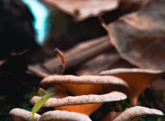 The Oyster Mushroom: A New Culinary Sensation