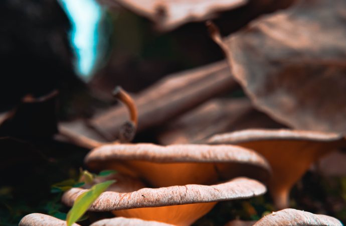 The Oyster Mushroom: A New Culinary Sensation