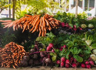 Cultivating Beauty: Unveiling a Gardener’s Journey from Seed to Splendor